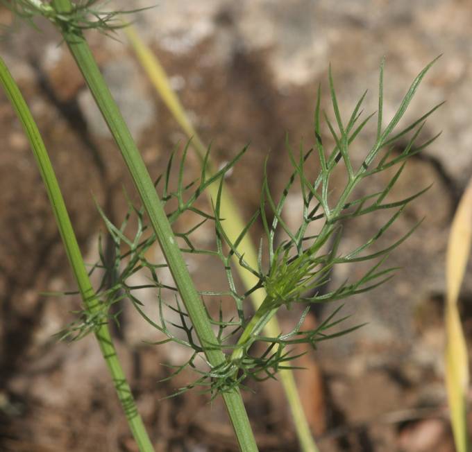 Ranunculaceae: Nigella damascena?   S !